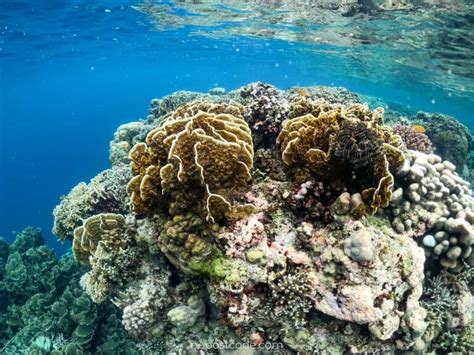best snorkeling in cebu|Here Are the Best Snorkeling Spots in Moalboal .